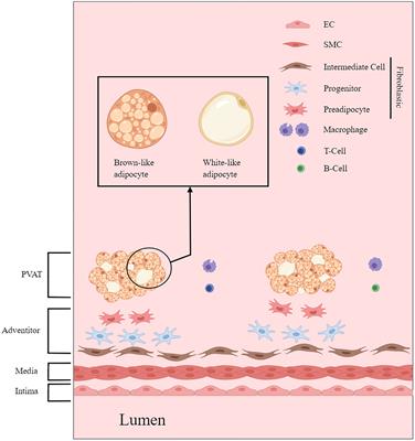 Protective role of perivascular adipose tissue in the cardiovascular system